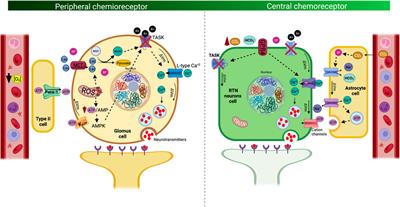 Chemoreflex Control as the Cornerstone in Immersion Water Sports: Possible Role on Breath-Hold